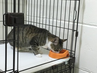 みぃーちゃん お泊り中 みぃーちゃん お泊り中