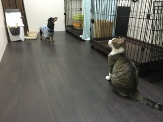 みぃーちゃん お泊り中 みぃーちゃん お泊り中