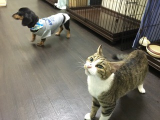 みぃーちゃん お泊り中 みぃーちゃん お泊り中
