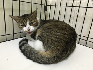 みぃーちゃん 遊ぶ!! みぃーちゃん 遊ぶ!!