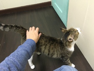 みぃーちゃん 遊ぶ!! みぃーちゃん 遊ぶ!!