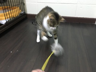 みぃーちゃん 遊ぶ!! みぃーちゃん 遊ぶ!!