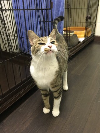 みぃーちゃん 遊ぶ!! みぃーちゃん 遊ぶ!!