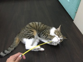 みぃーちゃん 遊ぶ!! みぃーちゃん 遊ぶ!!