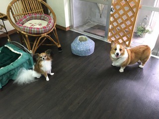コーギー犬 クマ子ちゃん❤ コーギー犬 クマ子ちゃん❤