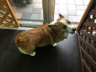 コーギー犬 クマ子ちゃん❤ コーギー犬 クマ子ちゃん❤