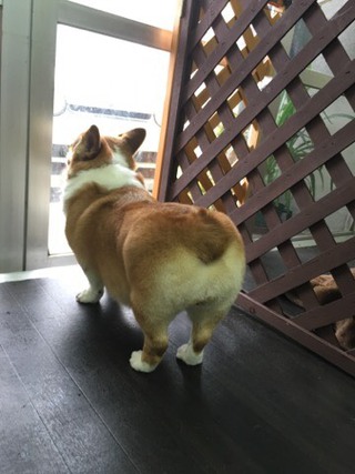 コーギー犬 クマ子ちゃん❤ コーギー犬 クマ子ちゃん❤