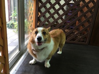 コーギー犬 クマ子ちゃん❤ コーギー犬 クマ子ちゃん❤