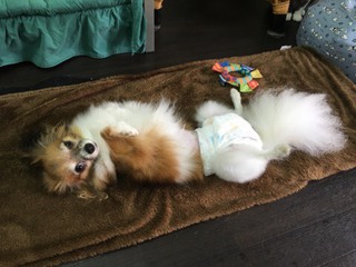 本日までお泊り モアナちゃん 本日までお泊り モアナちゃん
