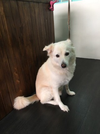 中型MIX犬 チョビくん 中型MIX犬 チョビくん