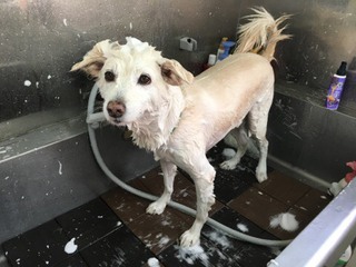 中型MIX犬 チョビくん 中型MIX犬 チョビくん