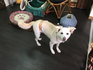 中型MIX犬 チョビくん 中型MIX犬 チョビくん