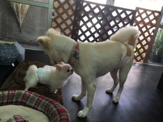 中型MIX犬 チョビくん 中型MIX犬 チョビくん