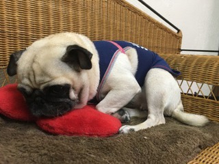 パグ犬のチッチちゃん パグ犬のチッチちゃん