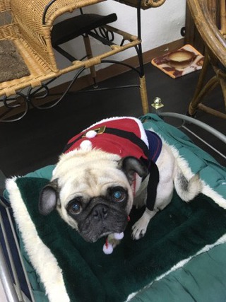 パグ犬のチッチちゃん パグ犬のチッチちゃん