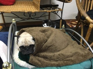 パグ犬のチッチちゃん パグ犬のチッチちゃん