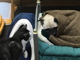 パグ犬のチッチちゃん パグ犬のチッチちゃん