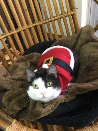 シャンくん 頭脳派!? シャンくん 頭脳派!?