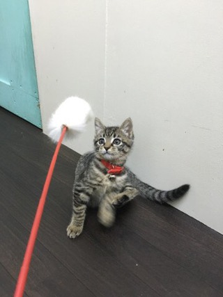 Zionくん Lilyちゃん 今日からお泊り Zionくん Lilyちゃん 今日からお泊り
