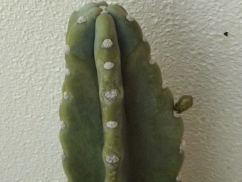 Ψ成長Ψ