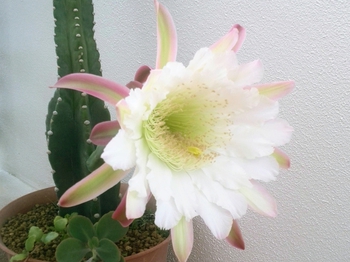 Ψ2015開花