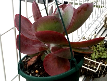 *植え替え
