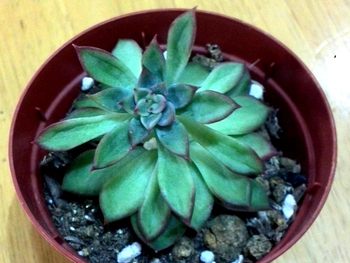*花火だよq(^-^q)