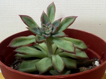 *花火だよq(^-^q)