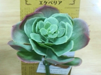 *ダイソー産 エケベリア