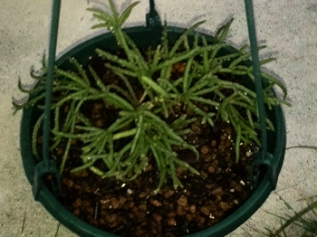 *植え替え