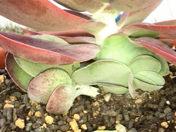 *植え替え