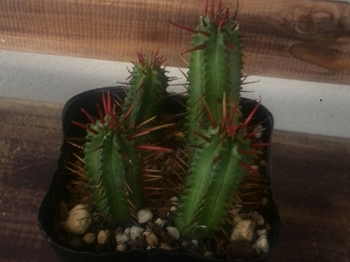 *仕入れました⑤