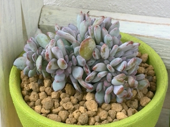 *植え替えた子たち