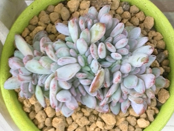 *植え替えた子たち