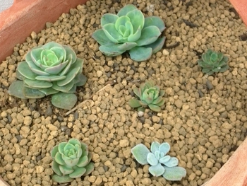 *植え替えた子たち