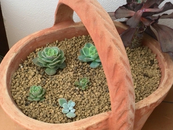 *植え替えた子たち