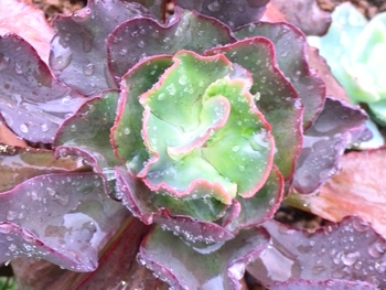 *植え替えた子たち