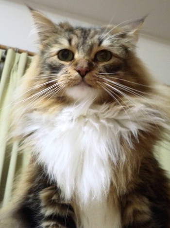 *2歳になりました(ФωФ)