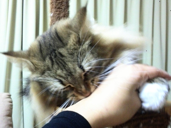 *2歳になりました(ФωФ)