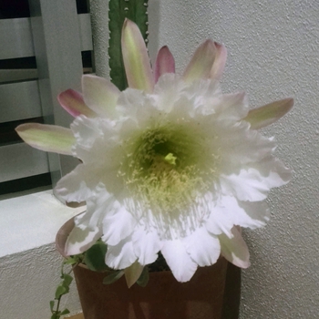 Ψ2015開花