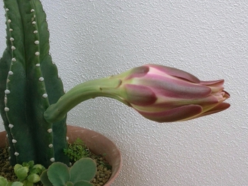 Ψ2015開花