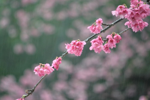 雨の中の桜