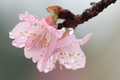 桜