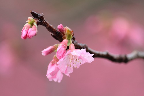 雨の中の桜
