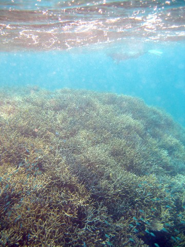 珊瑚・石垣島