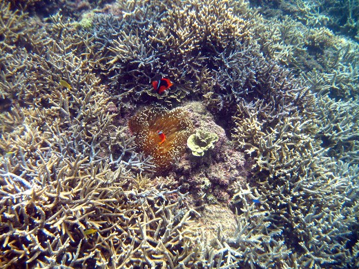 珊瑚・石垣島