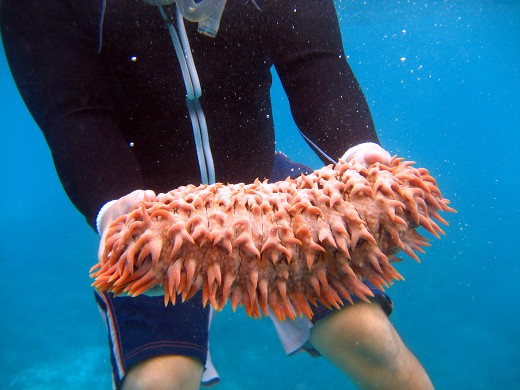 ウミウシ・石垣島