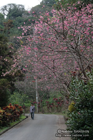 八重岳/寒緋桜