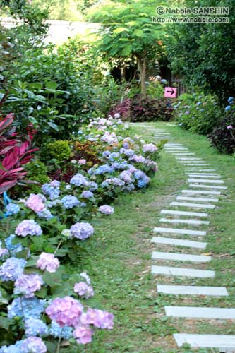 紫陽花/名護・大川あじさい園
