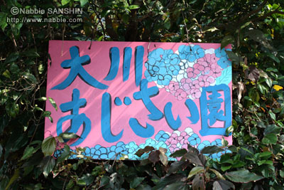 紫陽花/名護・大川あじさい園